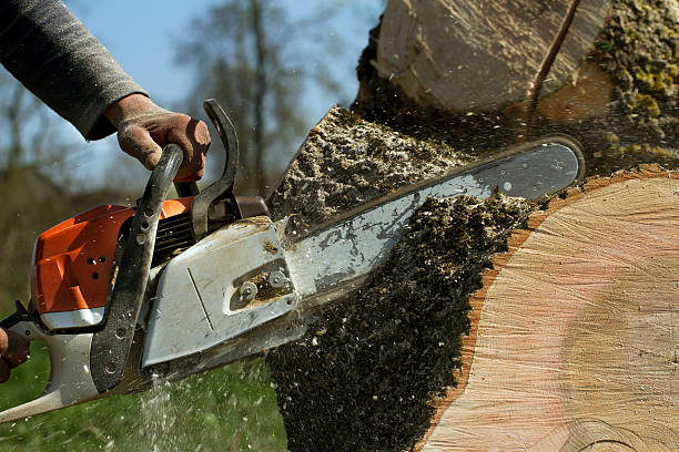 Best Tree Trimming and Pruning  in Rainbow Springs, FL